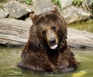 Puzzle Μεγάλη αρκούδα μέσα στο νερό